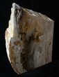 Large Sequoia Petrified Wood Bookends - Oregon #3266-2